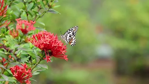 Yellow butterfly sipping nectar from red flowers in slow motion then flying away 스톡 동영상 332588253