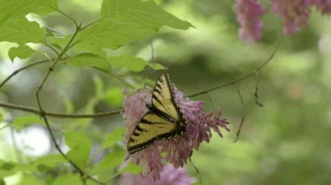 A yellow butterfly (Tiger Swallowtail) gathering nectar on a pink flower in the  Stock Footage