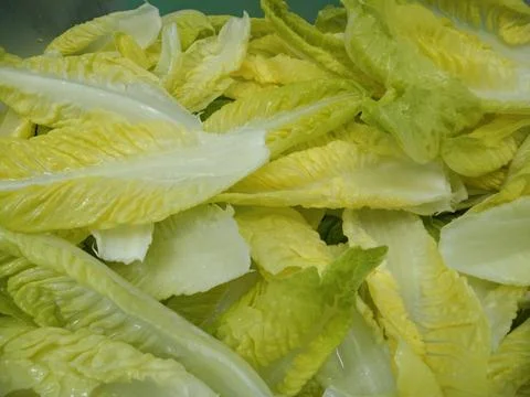 The yellow cabbage leaves on the container Stock Photos