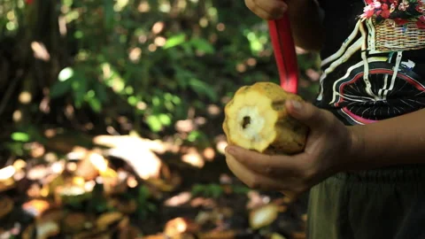 A yellow cacao fruit is being opened with a machete to harvest the seeds Stock Footage 196357476