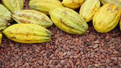 Yellow cacao pods on drying fermented cocoa beans, raw chocolate ingredient Stock Footage 251951808