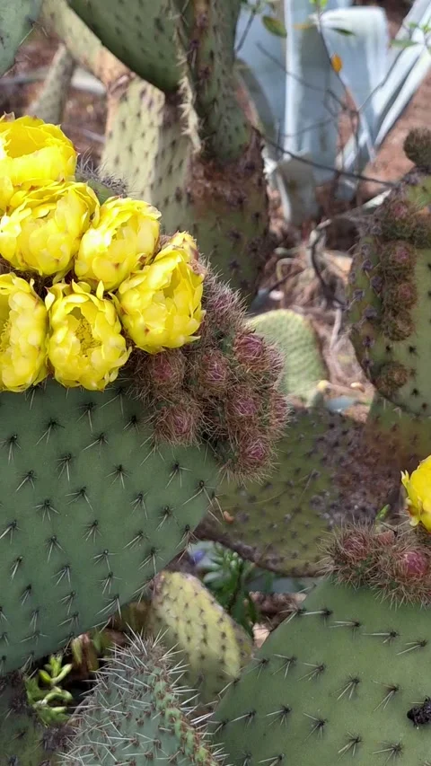 Yellow Cactus Bloom Video stock 336693775