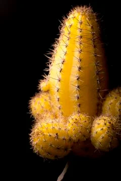 Yellow Cactus Close Up Stock Photos