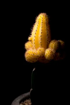 Yellow Cactus Close Up Stock-Fotos