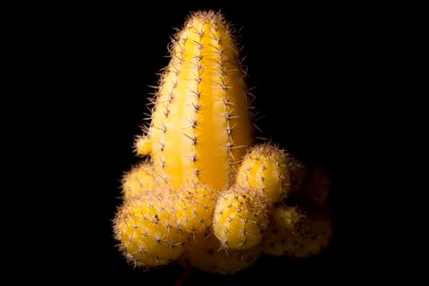 Yellow Cactus Close Up Stock Photos