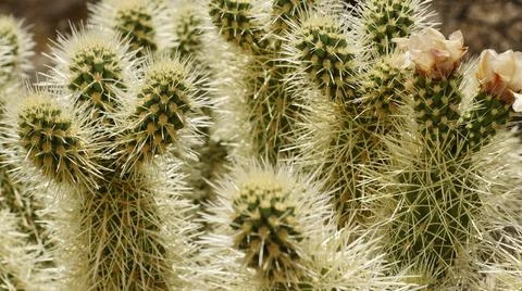 Yellow cactus with ears Stock Photos