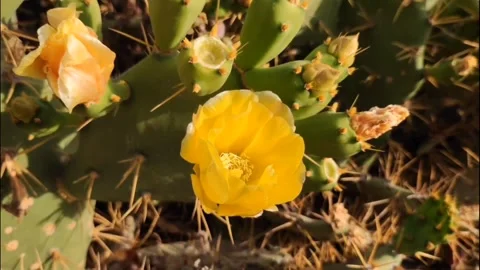 Yellow Cactus Flower Blooming on Prickly Pear, Tenerife 4K Video stock 335772007