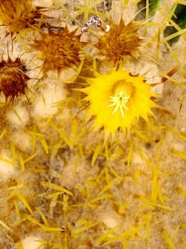 Yellow cactus flower blooming with sharp spines Stockfoto's