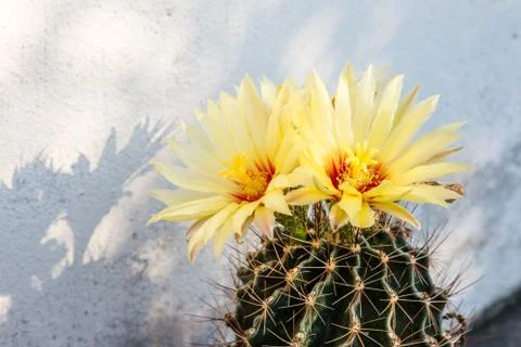 Yellow cactus flower Stock Photos
