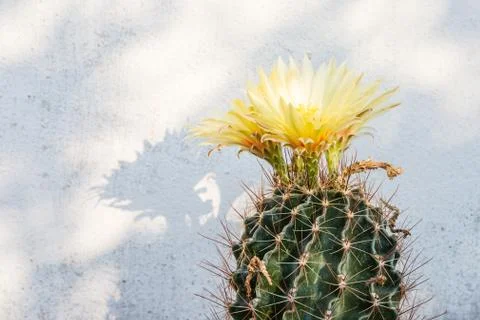 Yellow cactus flower Stock Photos