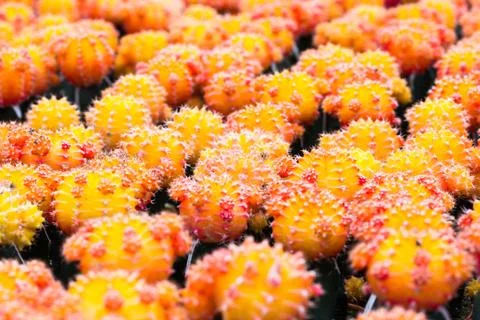 Yellow cactus pattern background and texture Foto stock