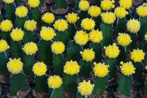 Yellow cactus plant Stock Photos
