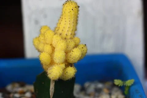 Yellow cactus selective focus Stock Photos