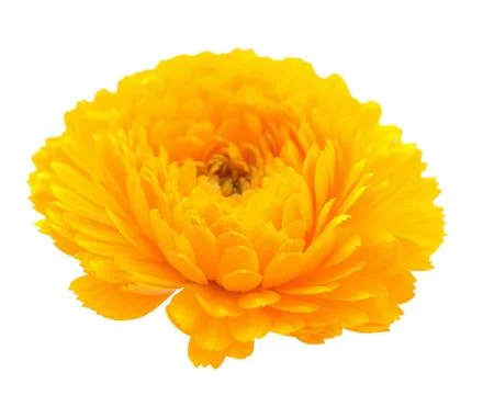 Yellow calendula flower Stock Photos
