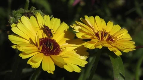 Yellow calendula flowers Stock Footage 156361445