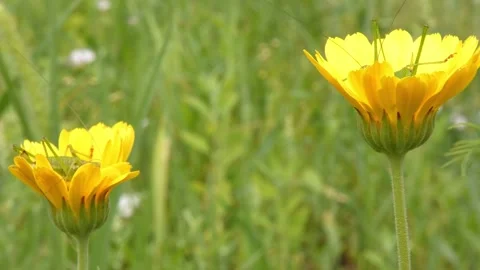 Yellow calendula flowers with small insect in green meadow grassland Stock Footage 335487771