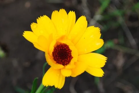 Yellow Calendula Foto stock