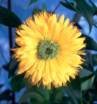 Yellow Calendula Stock Photos