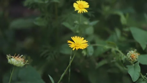 Yellow calendula sways in the wind Stock Footage 167467561