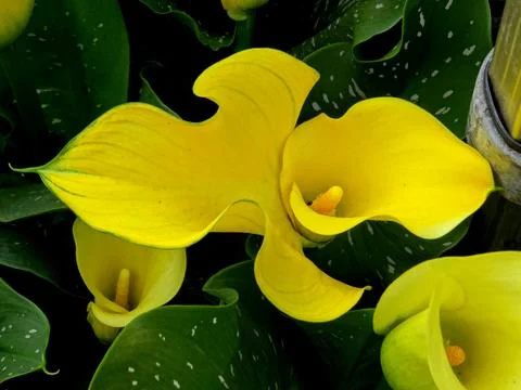 Yellow Calla Flower Stock Photos