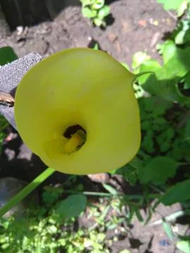 Yellow calla is a flower Stock Photos