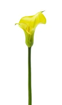 Yellow calla Stock Photos