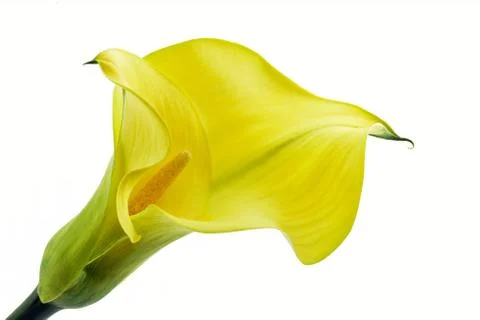 Yellow calla Stock Photos