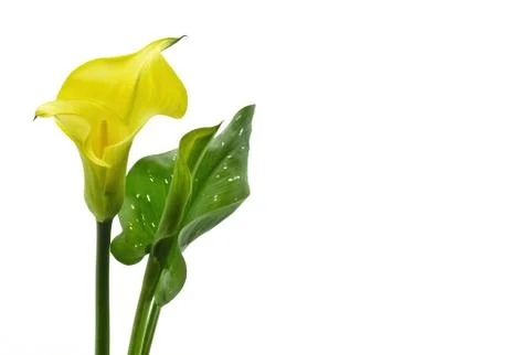 Yellow calla Stock Photos