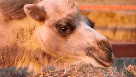 Yellow camel, close-up Stock Footage 77862269