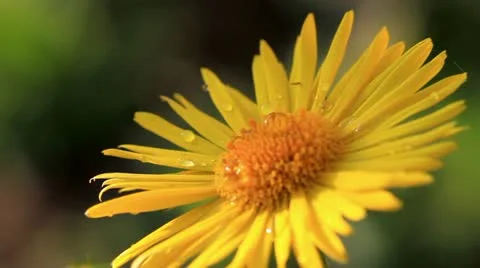 Yellow Camomile Stock Footage 10984871