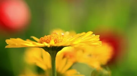 Yellow Camomile Stock Footage 10985204