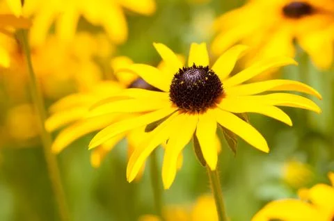 Yellow camomile Stock Photos
