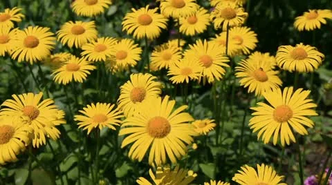 Yellow camomiles Stock Footage 10912247