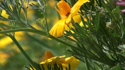 Yellow camomiles Video stock 38866278