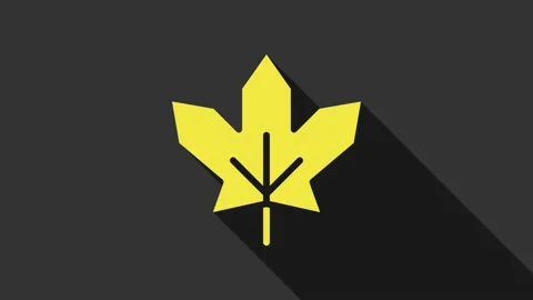 Yellow Canadian maple leaf icon isolated on grey background. Canada symbol maple Stock Footage 147706597