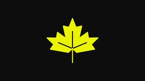 Yellow Canadian maple leaf icon isolated on black background. Canada symbol Stock Footage 233081365