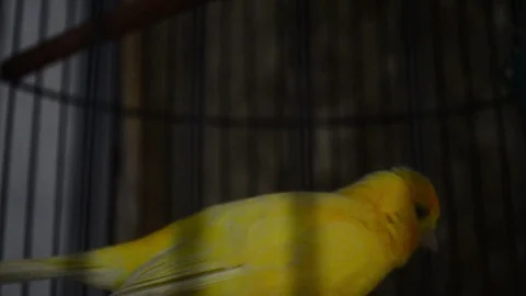 A yellow canary bird Stock Footage 87234312