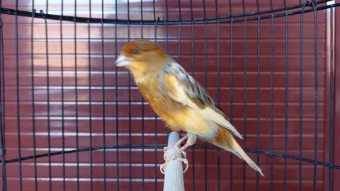 The yellow Canary Bird Stock Footage 285000459