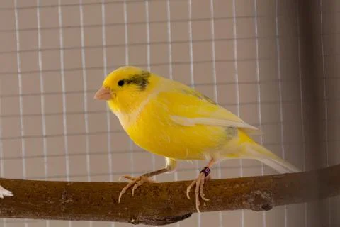 Yellow canary with dark pattern stands on perch in a cage at home Stock Photos