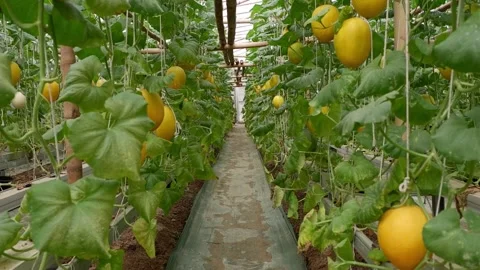 Yellow canary melon hanging on melon plants tree in hydroponics greenhouse plant Stock Footage 306538921