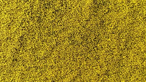 Yellow canola field. Field of blooming rapeseed aerial view. Rapeseed flowers Stock Footage 202684553