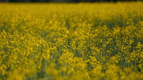 Yellow canola field Stock Footage 67641224