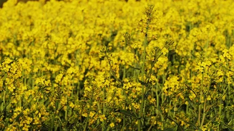 Yellow Canola Field Stock Footage 128798879