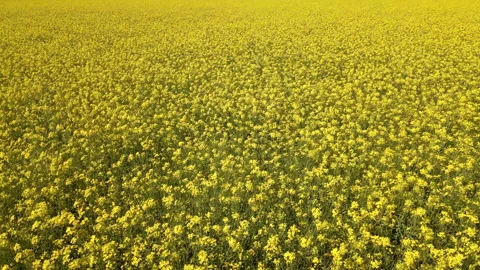 Yellow canola field 스톡 동영상 201677827