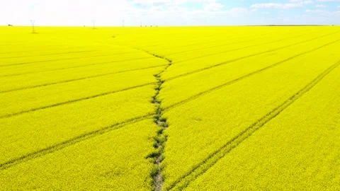 Yellow canola field traversed by a small dry stream Stock Footage 176537714