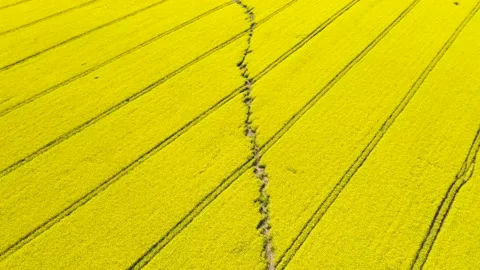 Yellow canola field traversed by a small dry stream Stock Footage 178938461