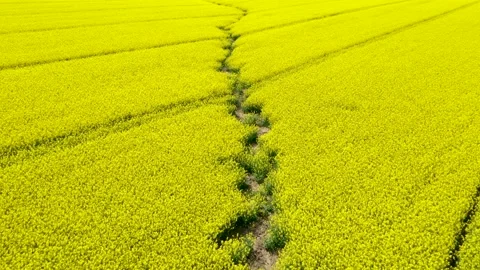Yellow canola field traversed by a small dry stream. Stock Footage 194790099