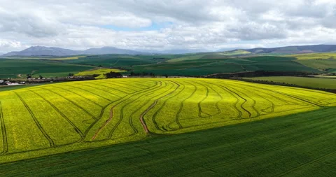 Yellow Canola Fields Across Overberg Countryside Vídeos de archivo 344658978
