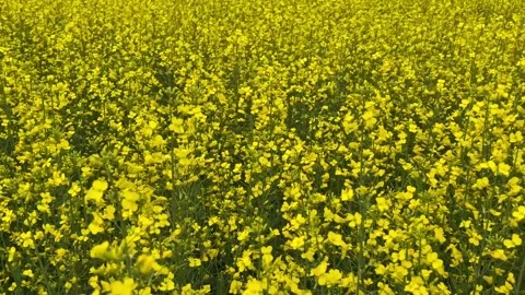 Yellow canola fields in Canada Stock Footage 259844215