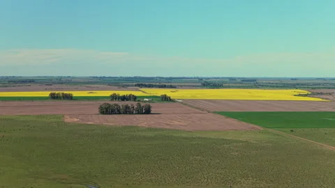 Yellow Canola Fields in the Entre Rios Countryside Stock Footage 346162783